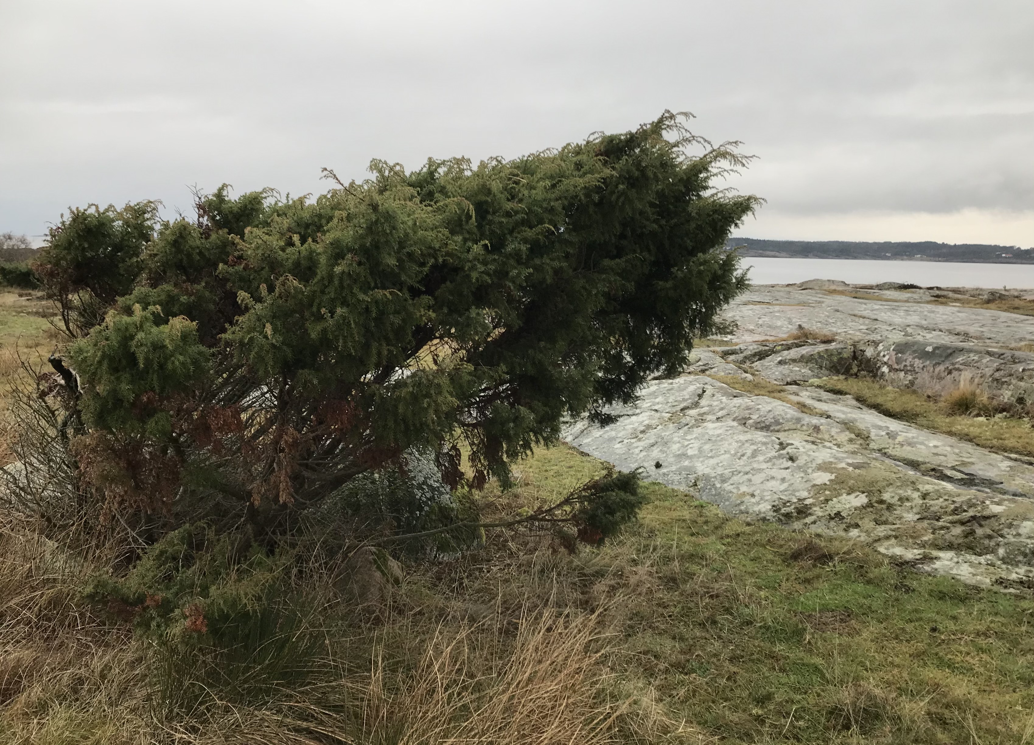 Enbuske, Årnäsuddens naturreservat