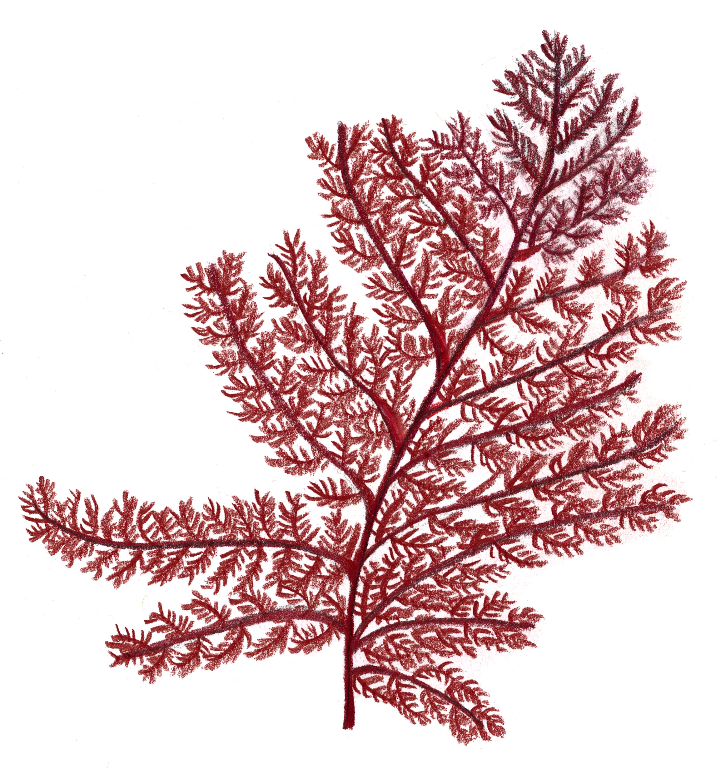 Norikos julgransfavorit, julgransalgen (Brongniartella byssoides)!