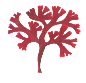 Illustration av karragentång